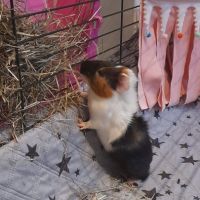 Bébé femelle cochon d'inde #5