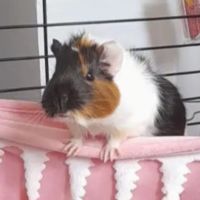 Bébé femelle cochon d'inde #0