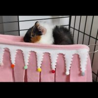 Bébé femelle cochon d'inde #7