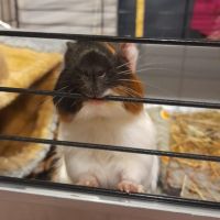 Bébé femelle cochon d'inde #8