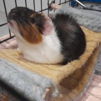 Bébé femelle cochon d'inde #9