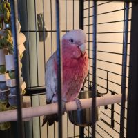 Vend cacatoès rosalbin