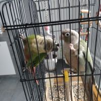 Couple de cornure #0