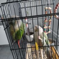 Couple de cornure #2