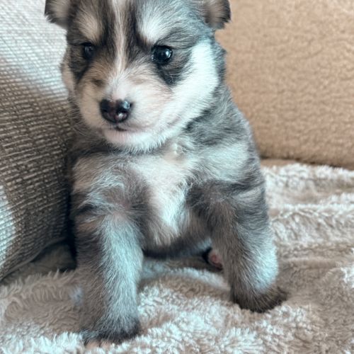 Chiots pomsky f3+
