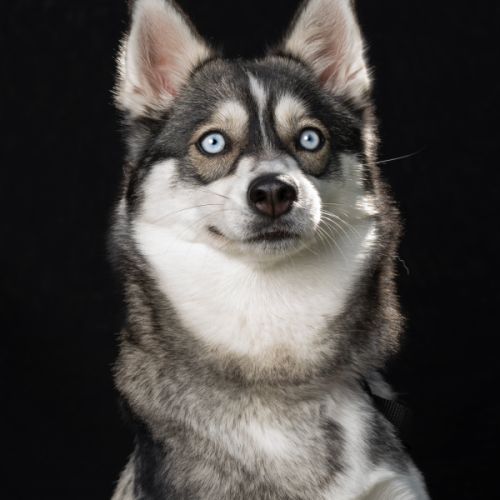 Chiots pomsky f3+ #7