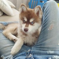 Chiots pomsky f3+ #1