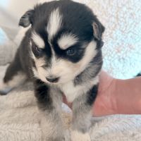 Chiots pomsky f3+ #3
