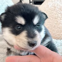 Chiots pomsky f3+ #4