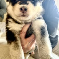 Chiots pomsky f3+ #5