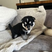Chiots pomsky f3+ #6