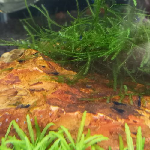 Crevettes blue velvet #1