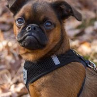 Petit brabancon lof #0