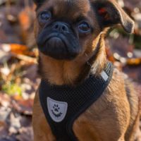 Petit brabancon lof #2