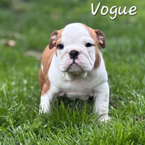 Bulldog anglais lof #1