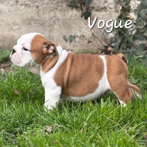 Bulldog anglais lof