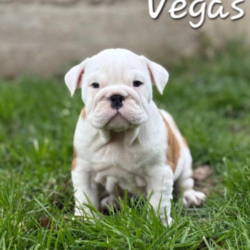 Bulldog anglais lof #3