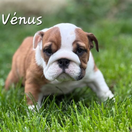 Bulldog anglais lof #5