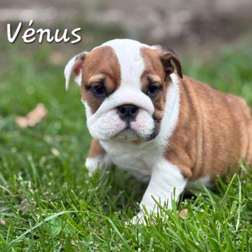 Bulldog anglais lof #6