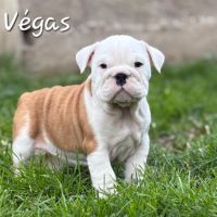 Bulldog anglais lof #4