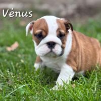 Bulldog anglais lof #6