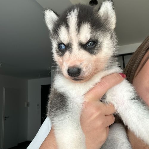 Chiots husky de sibérie lof #1