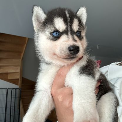 Chiots husky de sibérie lof #2