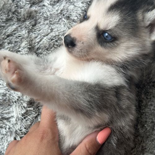 Chiots husky de sibérie lof #5