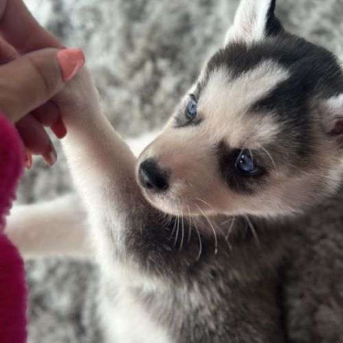 Chiots husky de sibérie lof #8