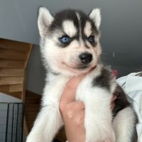 Chiots husky de sibérie lof #2