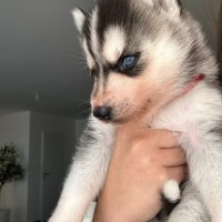 Chiots husky de sibérie lof #3