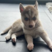 Chiots husky de sibérie lof #4