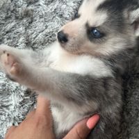 Chiots husky de sibérie lof #5