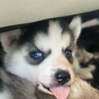 Chiots husky de sibérie lof #6