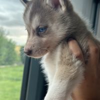 Chiots husky de sibérie lof #0