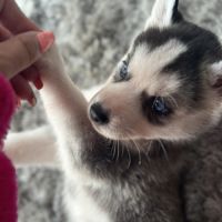 Chiots husky de sibérie lof #8