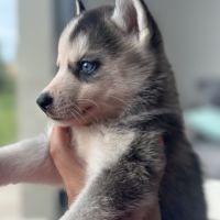 Chiots husky de sibérie lof #9