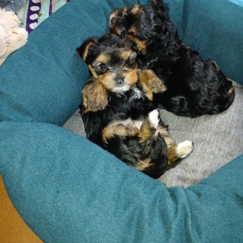 Magnifique petite femelle yorkshire à réserver #2