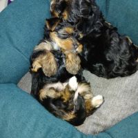 Magnifique petite femelle yorkshire à réserver #1