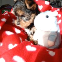 Magnifique petite femelle yorkshire à réserver #0