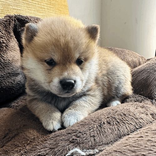 Superbes chiots shibas lof à réserver