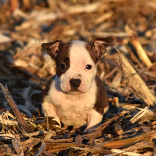 Chiots american staff lof disponibles de suite #1