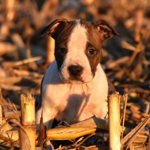 Chiots american staff lof disponibles de suite #3