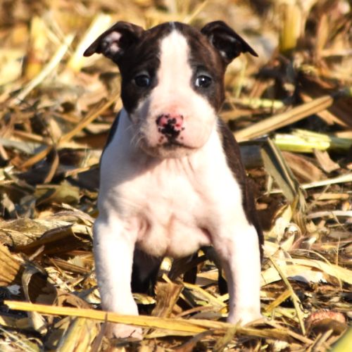 Chiots american staff lof disponibles de suite #5