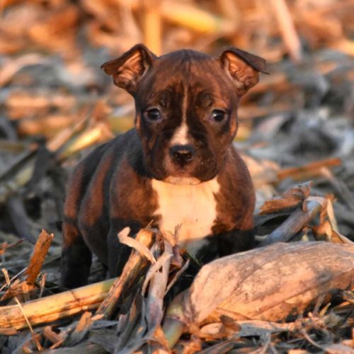 Chiots american staff lof disponibles de suite #7