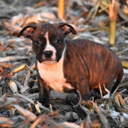 Chiots american staff lof disponibles de suite