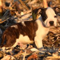 Chiots american staff lof disponibles de suite #2