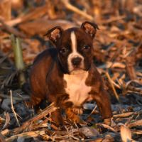 Chiots american staff lof disponibles de suite #4