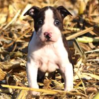 Chiots american staff lof disponibles de suite #5