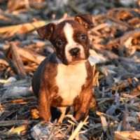 Chiots american staff lof disponibles de suite #6